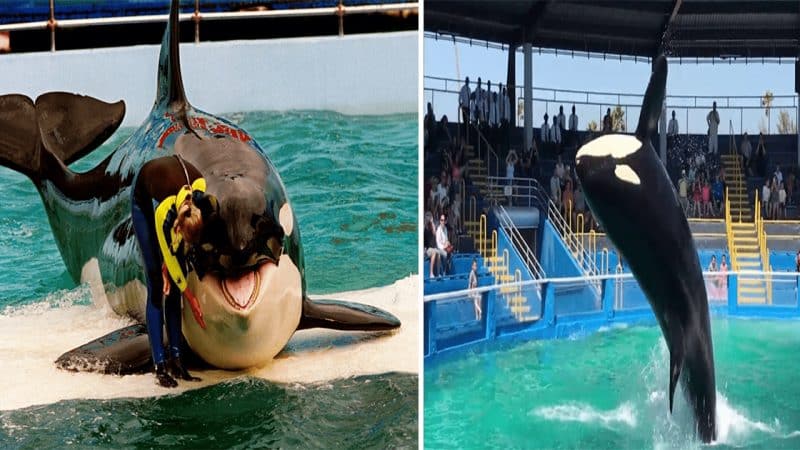 Decades in Captivity: Hope Rises for Lolita the Orca’s Return to the Pacific