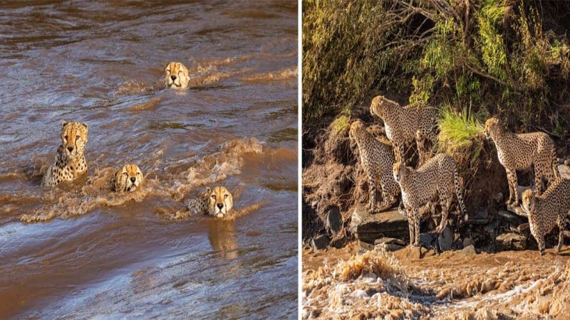 Astonishing Sight: Five Cheetah Brothers Brave Flooded River in the Masai Mara