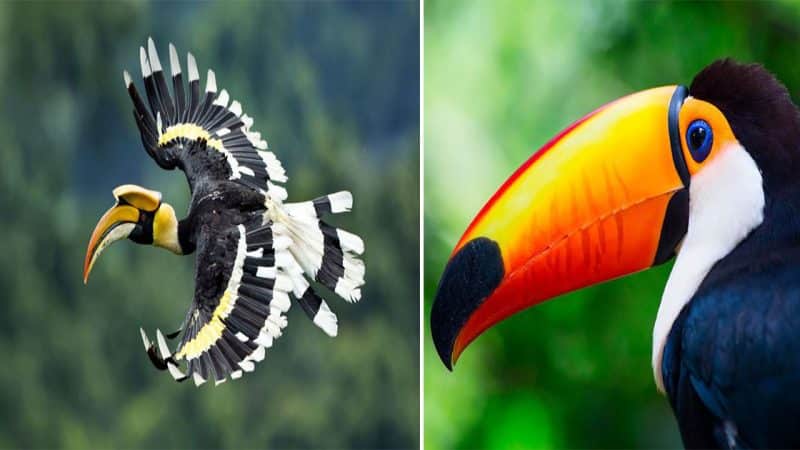 The Hornbill: A Majestic Avian Species