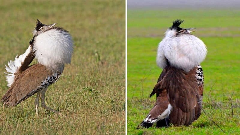 The Majestic Kori Bustard: A Graceful Giant of the Savanna