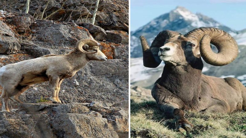 BIGHORN: Majestic Guardians of the Mountains