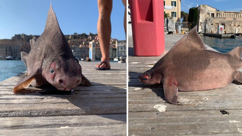 Sailors Stumble Upon a Puzzling Creature: Shark-Like Body with a ‘Pig’s Face’