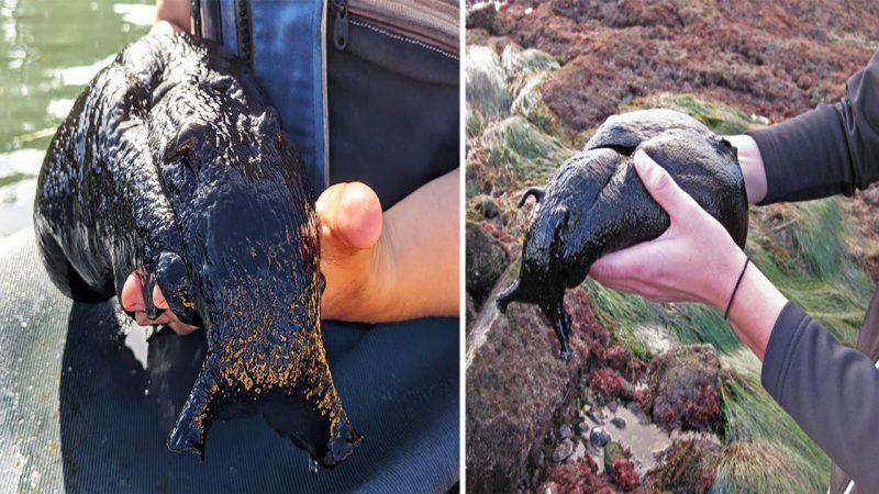 Giant Black Slug of Unprecedented Size Unearthed in California Tide Pools