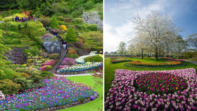 The Enchanting Beauty of Tulip Gardens: A Riot of Color and Fragrance