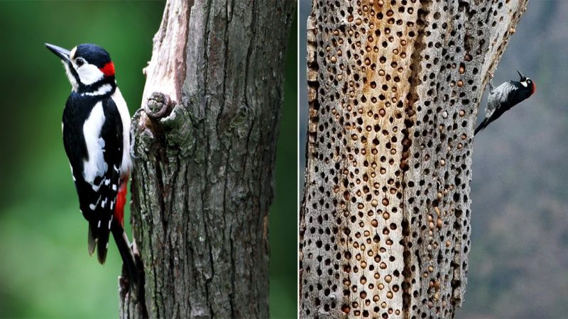 The Fascination World of the Woodpecker and Its Unique Way of Storing Food