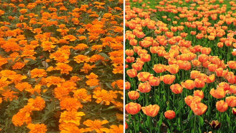 Vibrant Citrus Delight: Embrace the Beauty of an Orange Flower Garden