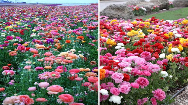 Captivating Beauty Unveiled: Explore the Enchanting Ranunculus Flower Garden