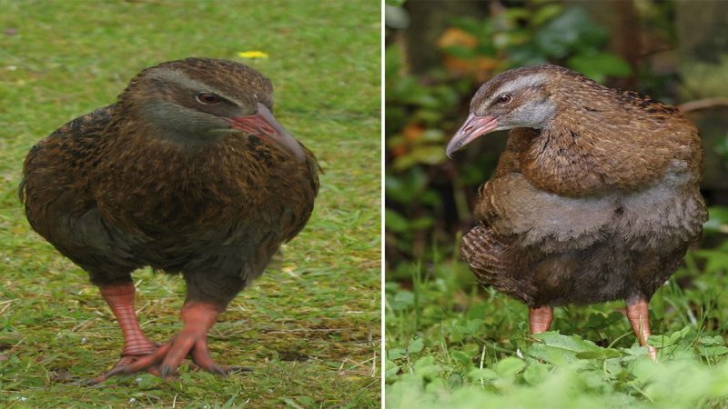 The Weka: New Zealand’s Curious and Resourceful Flightless Bird