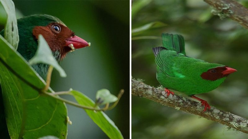 Grass Green Tanager: A Vibrant Jewel of the Avian World