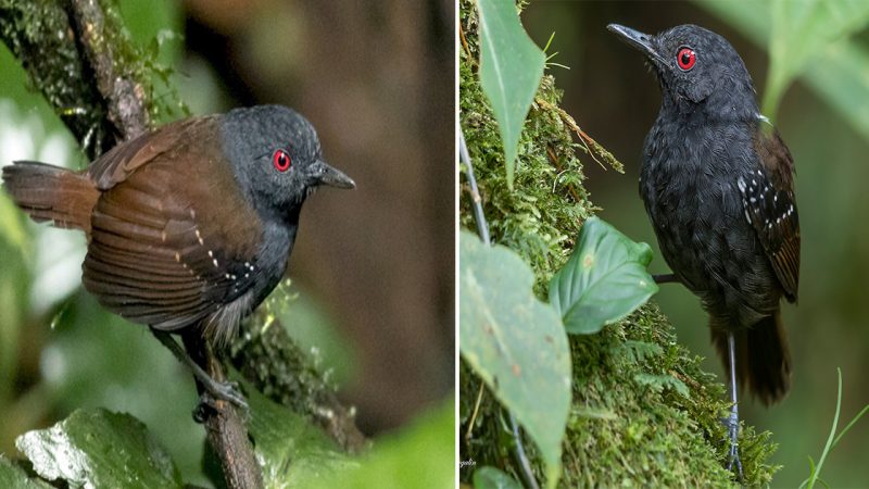 The Dull-Mantled Antbird: A Master of Camouflage in the Amazon Rainforest