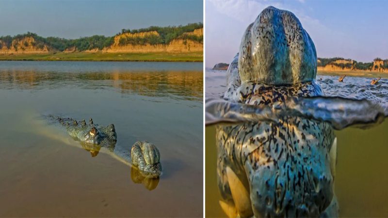 Crocodile Dad Becomes a Transport for Over 100 Baby Crocs on His Back