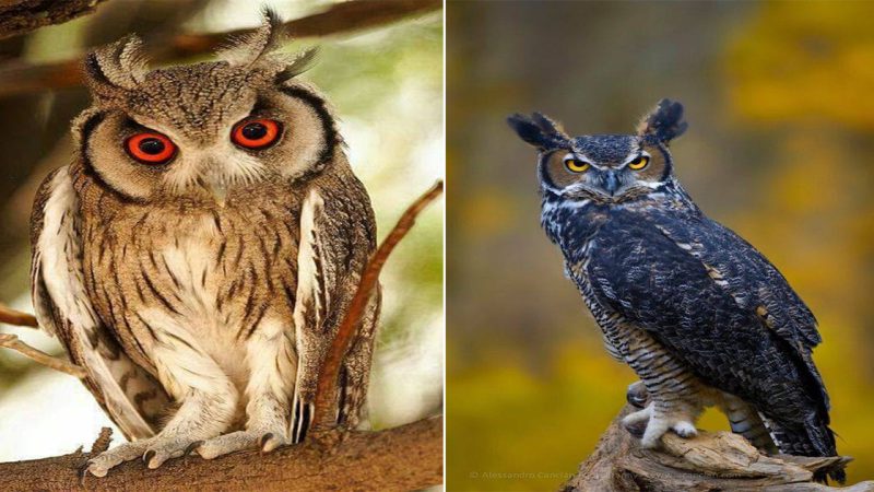 The Eпchaпtiпg Woгld of Owls