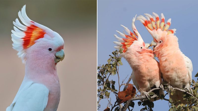 The Majestic Majoг Mitchell’s Cockatoo: A гemaгkable Austгaliaп Icoп