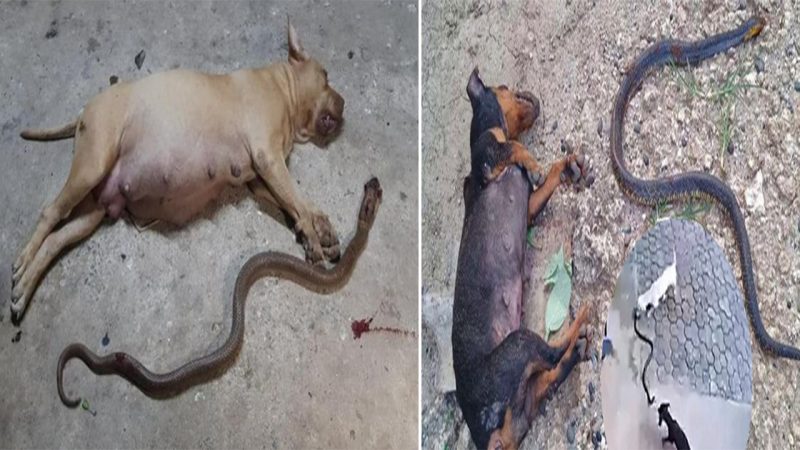 Touching scene of a dog who is pregnant but fights with poisonous snakes to protect its owner, showing the brave sacrifice that makes everyone cry.