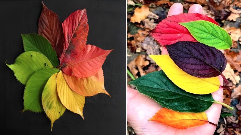 The Kaleidoscope of Nature: Exploring the Diverse and Colorful Leaves