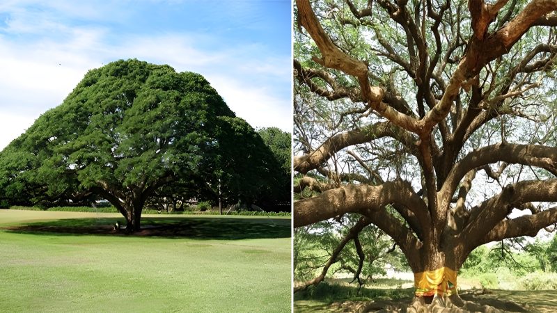 Legacy Trees: Guardians of Village Wisdom Across Generations