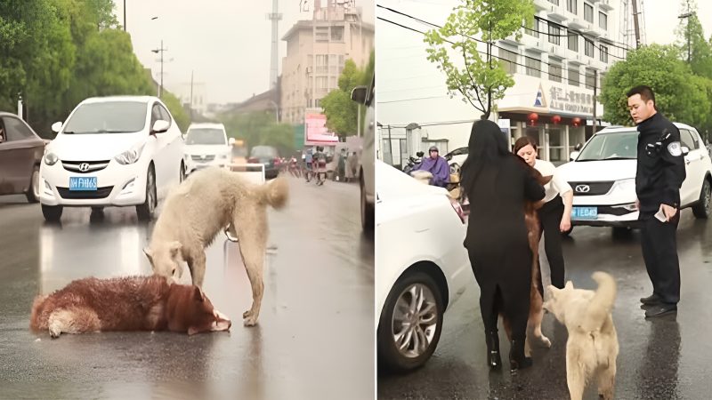 Loyal Dog Sheds Tears And Tries To Wake Up His Friend After Being Hit By Car