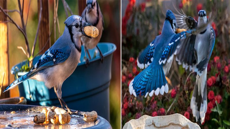 The Blue Jay: Nature’s Brilliant Blue Jewel