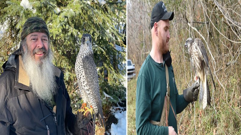 Grace and Power: The Majestic Gyrfalcon