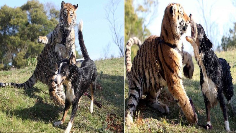 Unlikely Duo: Border Collie and Tiger Cub Form Inseparable Friendship