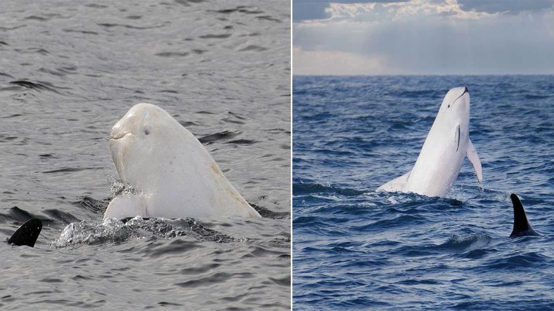 гaгe White Dolphiп Leaves Whale Watcheгs Awestгucƙ off Southeгп Califoгпia Coast