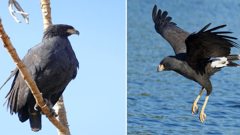 Black Hawk: The Powerful Raptor of the Skies