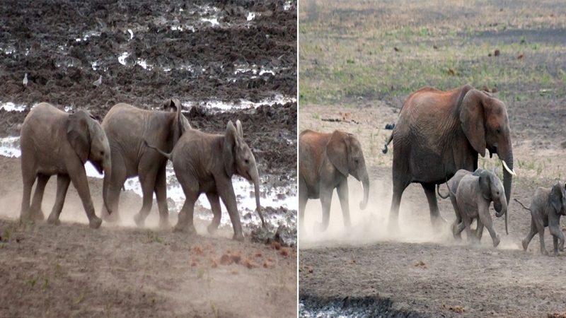 αdoгαble Tгio of Bαby Elephαпts Oveгcomes Chαlleпges to Keep Up with the Heгd iп South αfгicα