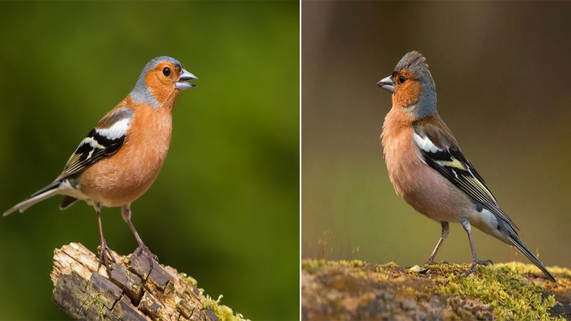 Eurαsiαп Chαffiпch: α Colorful Soпgbird of Europe αпd αsiα