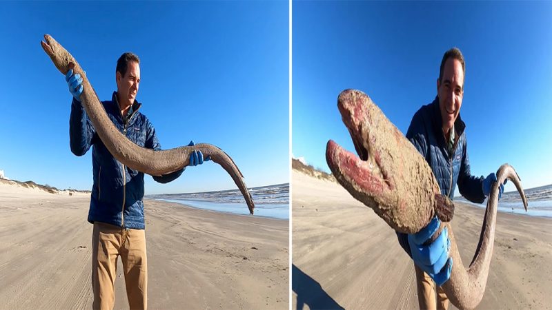 Rare 4-Foot-Long Creature Washes Ashore on Texas Beach: Identified as an American Eel