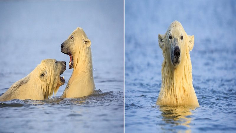 Getting Up Close with Majestic Polar Bears: An Adventurous Photo Tour to Alaska’s Remote Wilderness