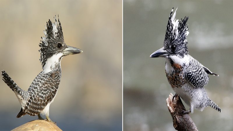 The Crested Kingfisher: Majestic Hunter of Rivers and Lakes