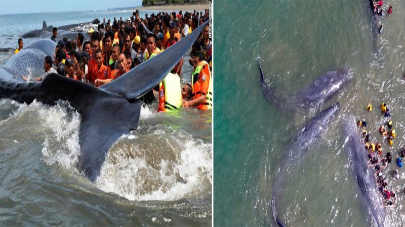 Attempts to rescue sperm whales ran aground in Indonesia and four of them died.