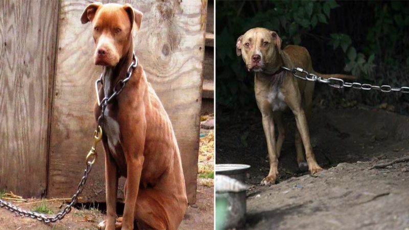 “From Desperation to Resurgence: A Dog’s 9-Year Struggle and Remarkable Rescue”