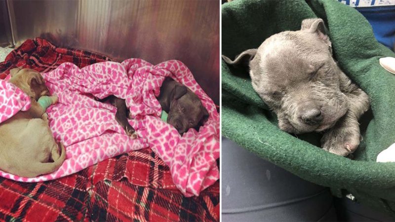 The Compassionate Woman Who Saved Abandoned Puppies Warms Hearts