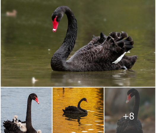 Black Swan: The Elegant Bird of Australia