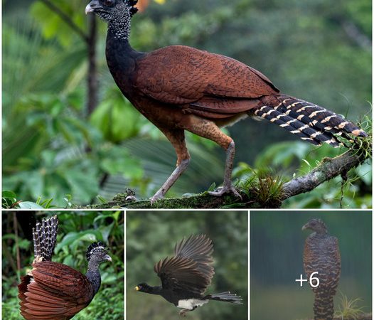 Discover the Majestic Beauty of the Great Curassow: An Iconic Bird of the Tropical Forest That Will Leave You in Awe!