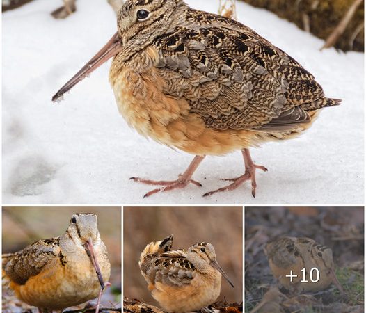 Scolopax minor is a species of bird commonly known as the American woodcock