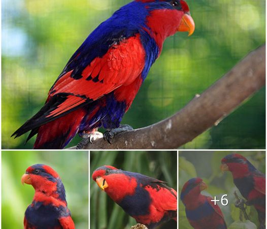 Unveiling the Winged Jewel of Indonesia: The Red-and-Blue Lory