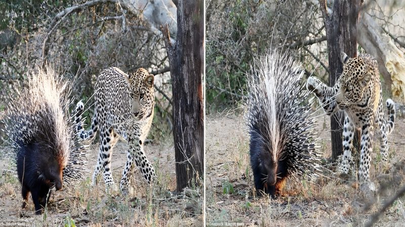 A hedgehog has about 30,000 hairs on its body, causing the leopard to die in pain because it tried to attack it