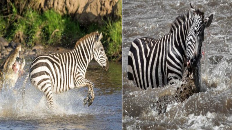 Dramatic Wildlife Encounter: Zebra’s Epic Escape from a Massive Crocodile Attack