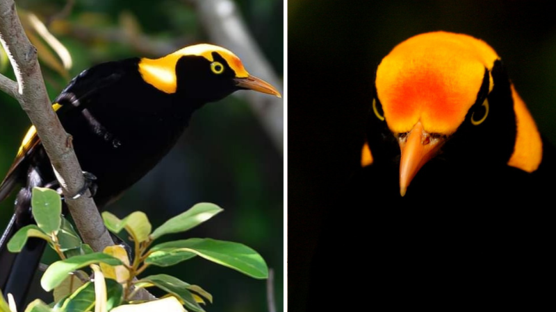 The Allure of the Regent Bowerbird: A Masterpiece of Nature’s Palette