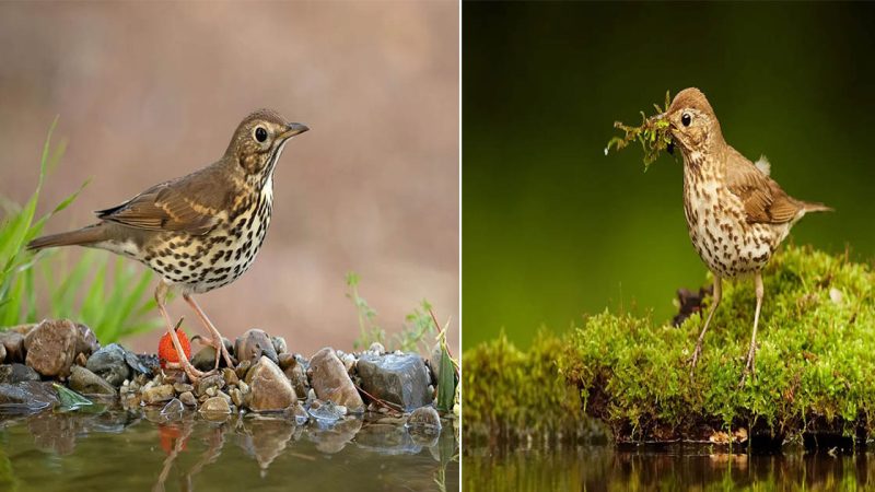 Song Thrush: Celebrating the Melodious Charm of a Small Bird with a Lovely Singing Voice