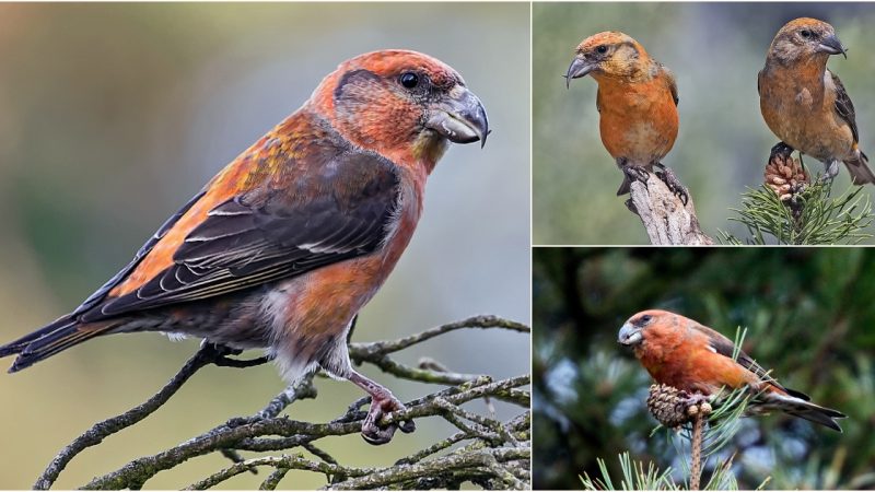 The Parrot Crossbill: A Master of Adaptation in the Coniferous Realms