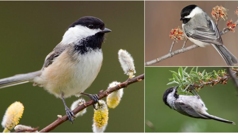 The Striking Elegance and Distinctive Traits of the Black-Capped Donacobius