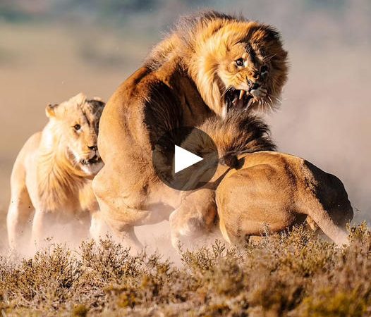 Deadly Showdown: Rival Big Cats Maul Rogue Male Lion in Battle for Pride Dominance