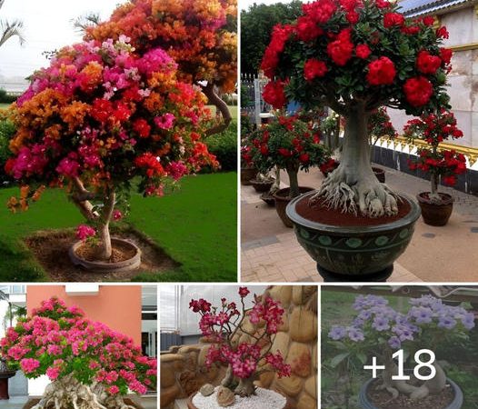 These 15 Gardens With Desert Roses are So Beautiful