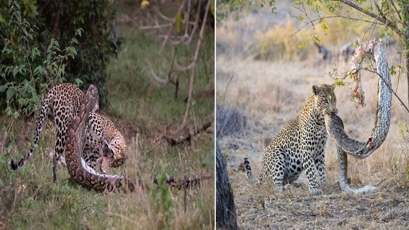 Survival of the Fittest: Jaguar’s Dramatic Encounter with a Giant Python