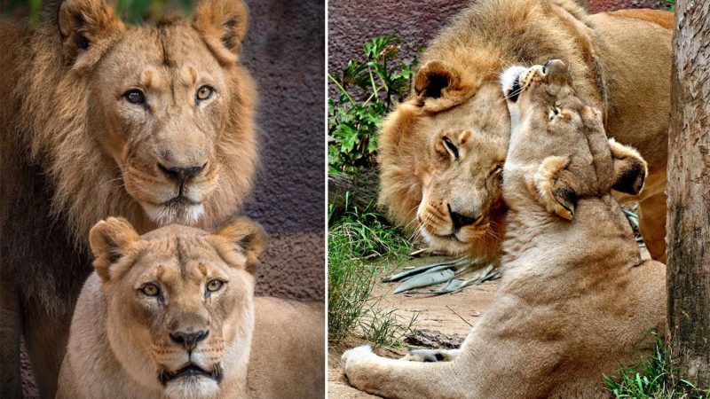 Beloved Lion Pair, Hubert and Kalisa, Euthanized Together at LA Zoo