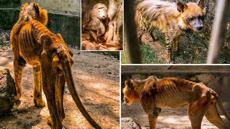 Lion’s Cry for Help: Disturbing Conditions at Nigerian Zoo Spark Animal Rescue Mission