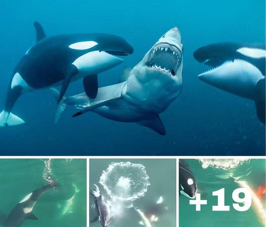 Aerial Footage Captures Orcas Hunting Great White Sharks – Nature’s Most Terrifying Display